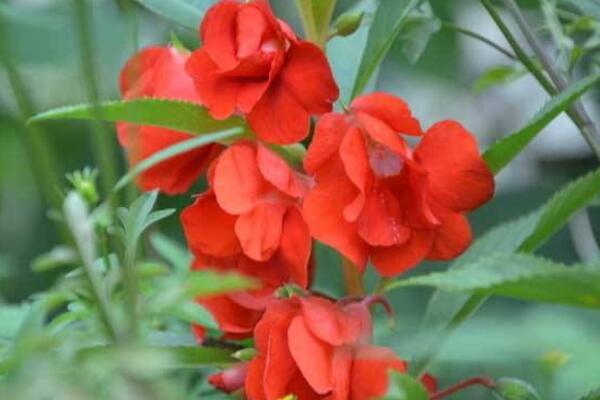 鳳仙花掉花苞的原因