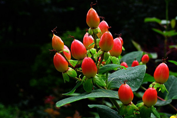 紅果金絲桃花語是什么