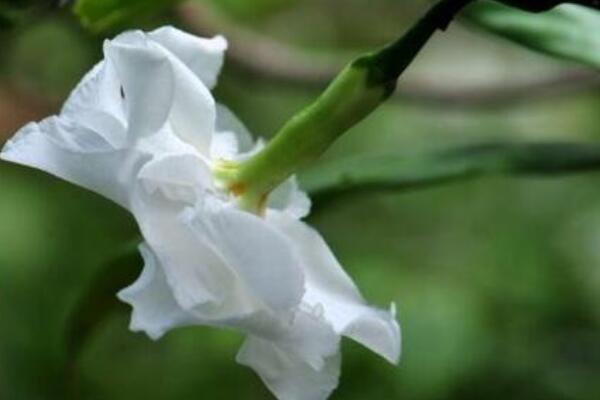 狗牙花修剪方法及時間