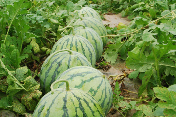 西瓜種植技術(shù)