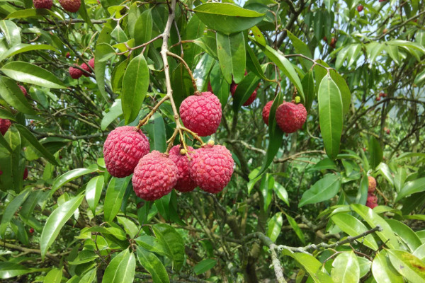 荔枝樹在北方能活嗎