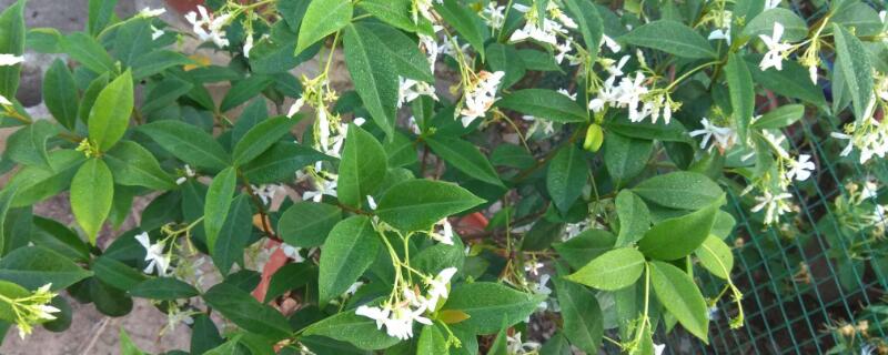 風車茉莉的花語