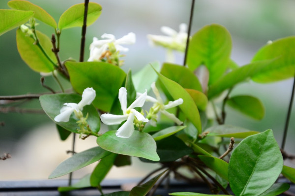 風車茉莉的花語