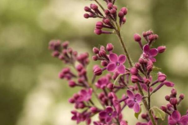 野丁香花有毒嗎