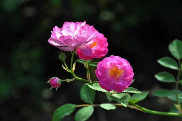 薔薇花怎么養