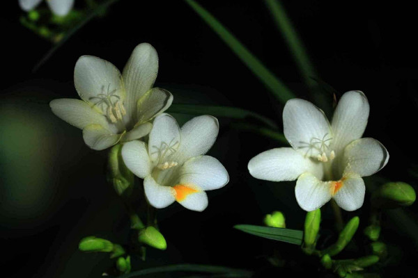 小蒼蘭開花后怎么處理