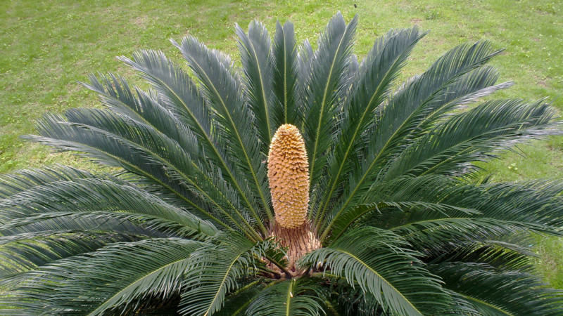 鐵樹(shù)開(kāi)花的征兆