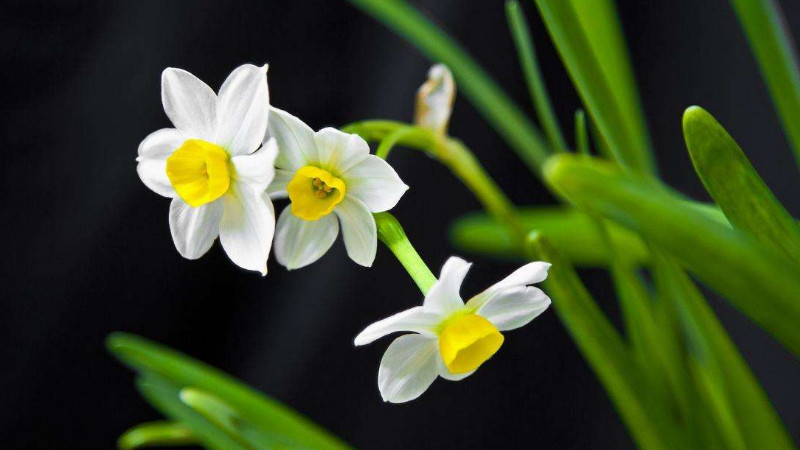 水仙花開過花后怎么辦