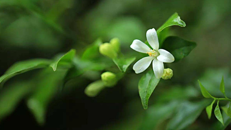 七里香花的養殖方法