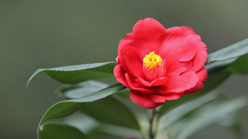 茶花什么時候開花