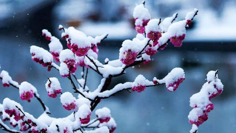 冬天養花怎樣保溫