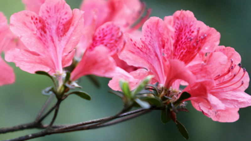 杜鵑花怎么繁殖