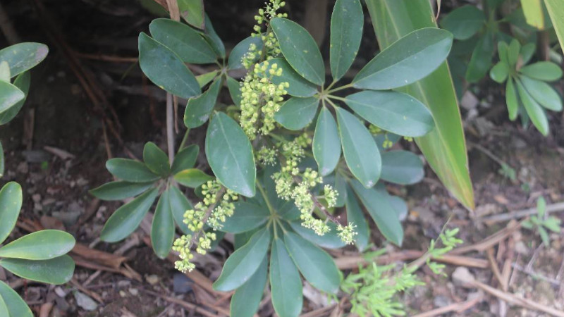 鵝掌藤會開花嗎