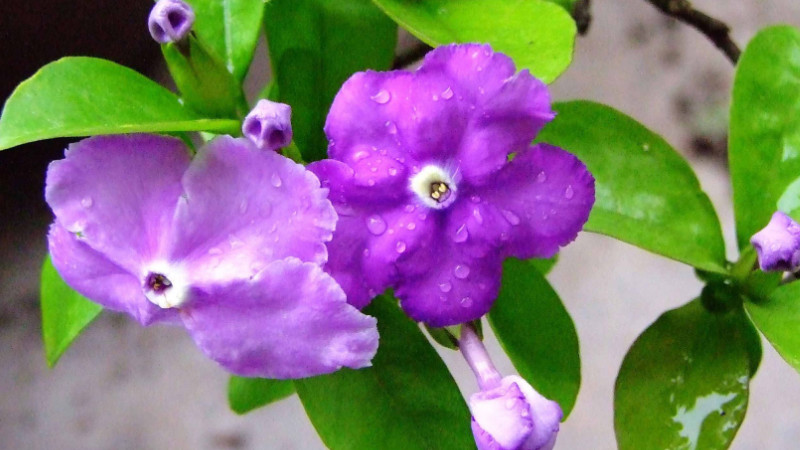 法國香水茉莉花栽植技術