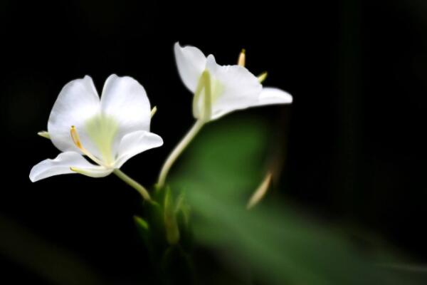 姜花怎么水養