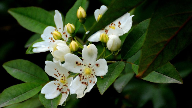 七里香花和海桐花區別