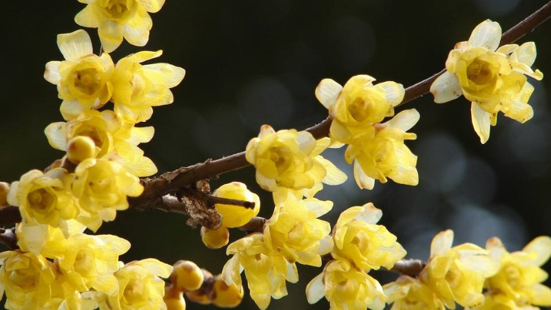 臘梅花枝水養(yǎng)