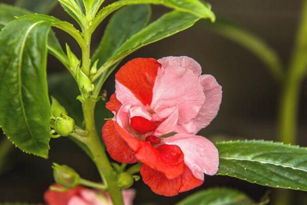 鳳仙花怎么摘心