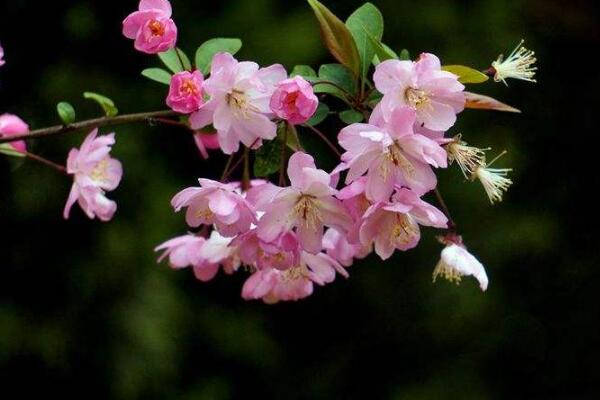 垂絲海棠不開花怎么辦