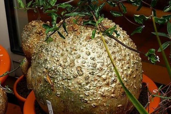 火星人植物的生長環(huán)境