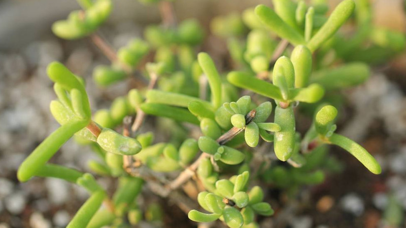 肉質根植物怎么澆水