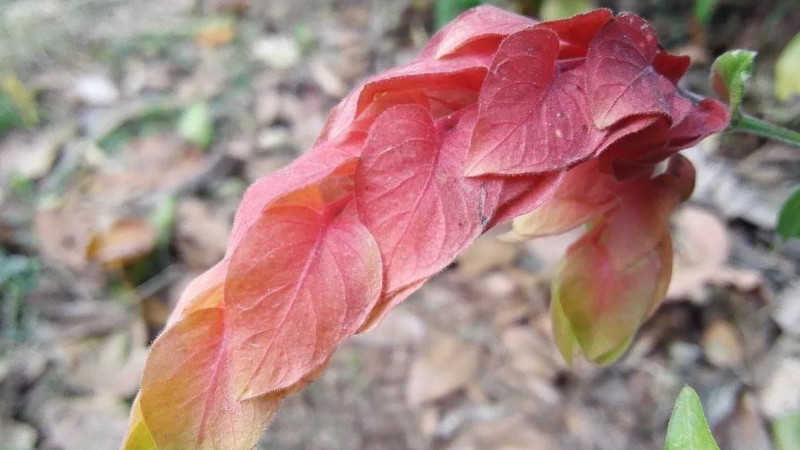 蝦衣花有毒嗎