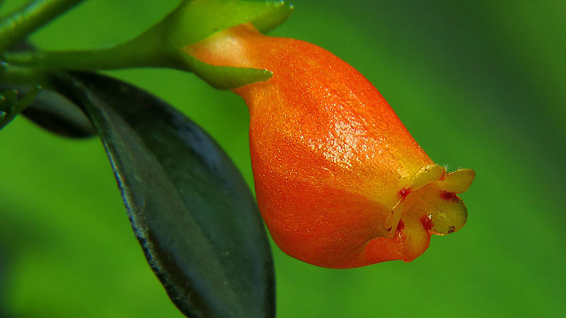 金魚花怎么養才能開花