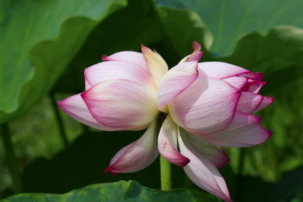 怎樣使并蒂蓮開花