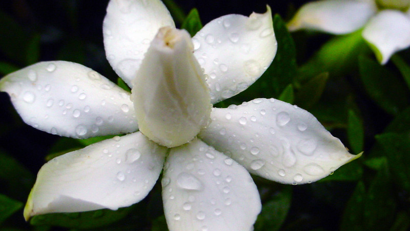 梔子花水培生根后移植