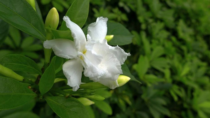 梔子花花期怎么澆水