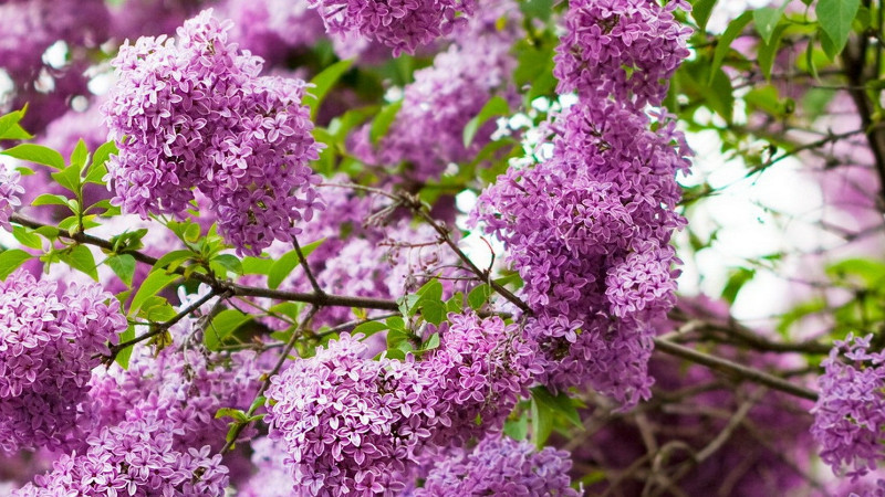 紫丁香花種植技術(shù)