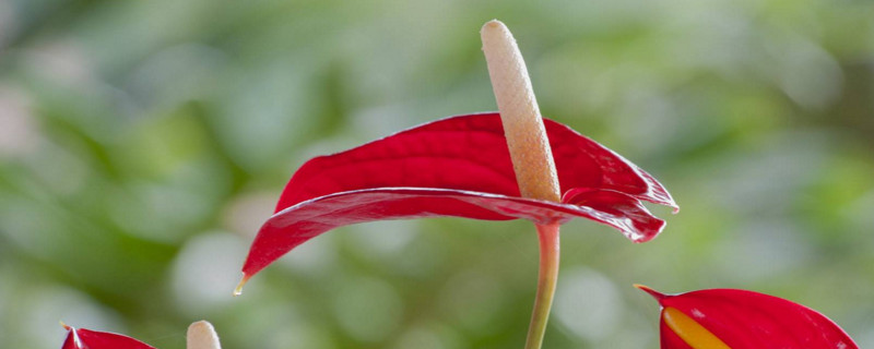 紅掌花枯萎了怎么辦