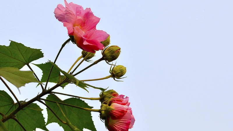 怎樣給芙蓉花剪枝