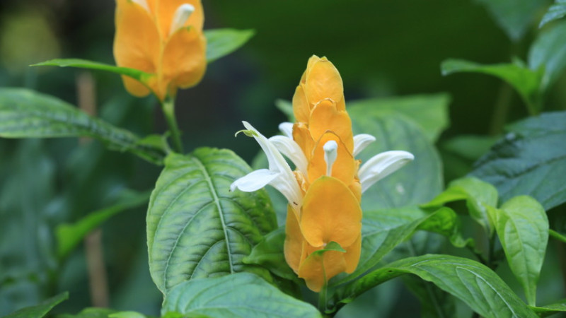 金苞花不開花怎么辦