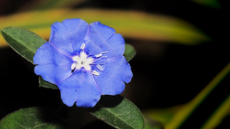 藍(lán)星花的修剪方法