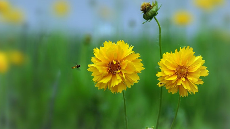 金雞菊的花語是什么