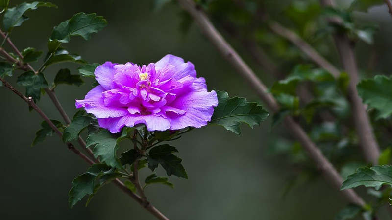 盆栽木槿花怎么過(guò)冬