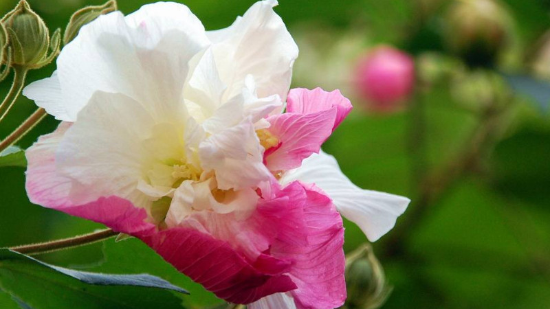 盆栽芙蓉花怎樣繁殖