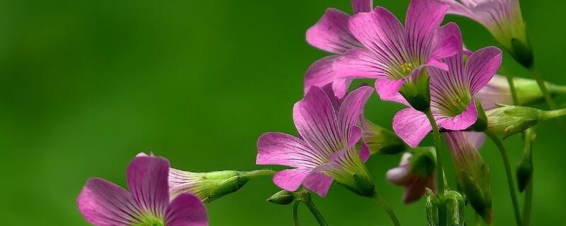 酢漿草發(fā)芽了怎么種