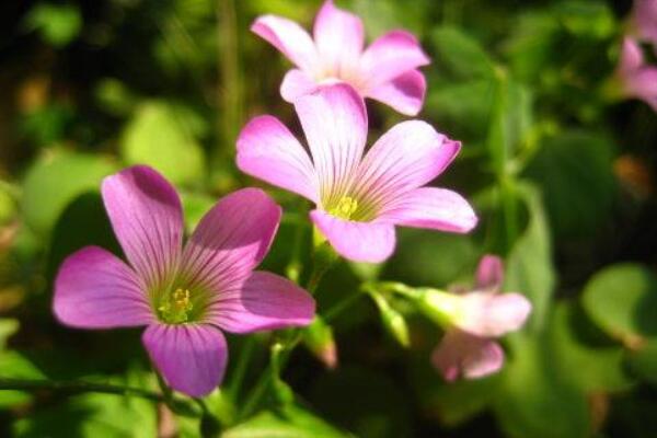 酢漿草發(fā)芽了怎么種