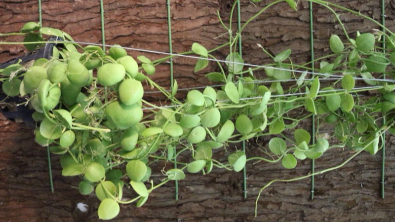 風(fēng)不動(dòng)植物怎么養(yǎng)