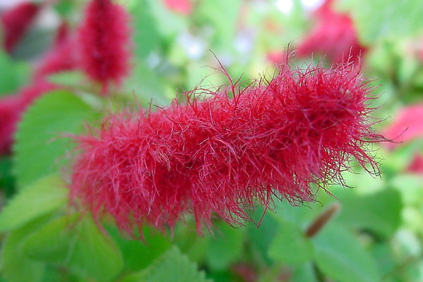 狗尾紅花怎么種植