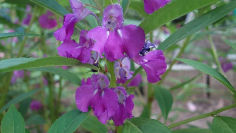 鳳仙花葉子卷邊干枯