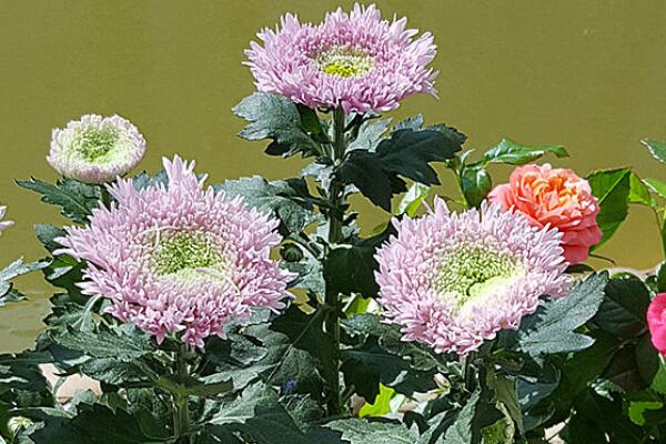 泰迪菊花怎么養