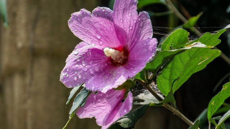 木槿花葉子掉光能活嗎