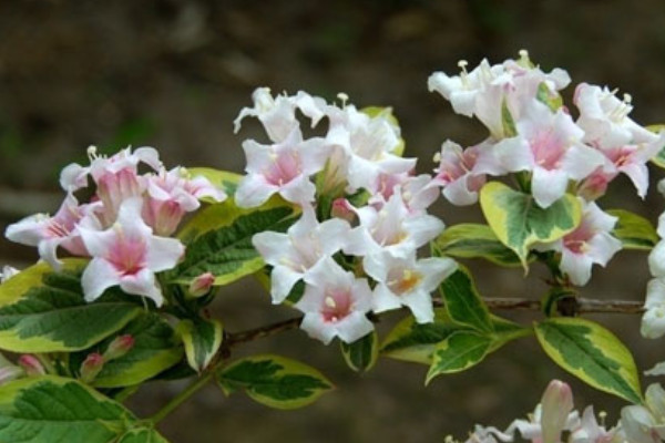 花葉錦帶怎么養