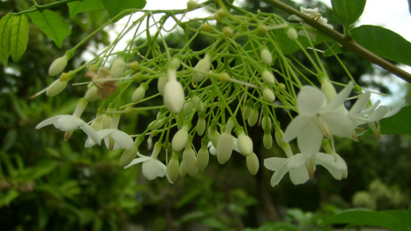 水梅花怎樣澆水