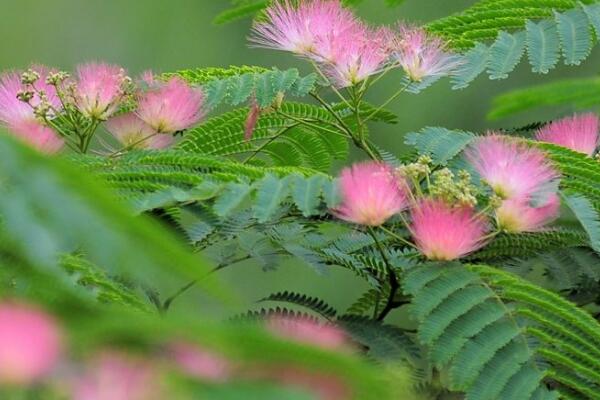 合歡花與芙蓉花的區別