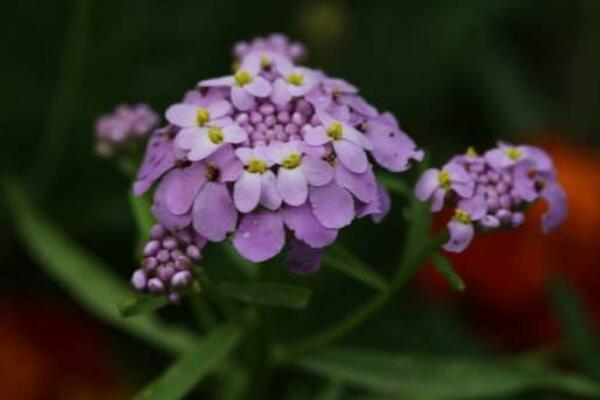 蜂室花怎么播種