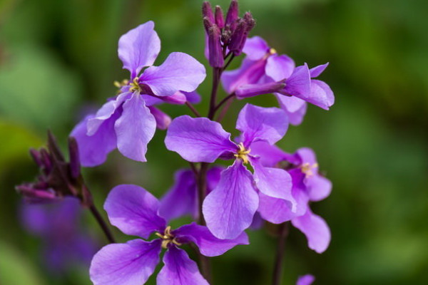 二月蘭開花時間